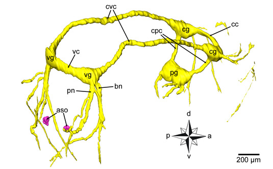 3D-reconstruction nervous system