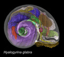 Hyalogyrina glabra