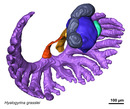 Hyalogyrina grasslei genital system