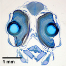 frontal section through anchovy eyes (LM)