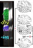 3D-topography of retinal cell nuclei