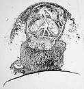 histological section Bathyxylophila exelsa