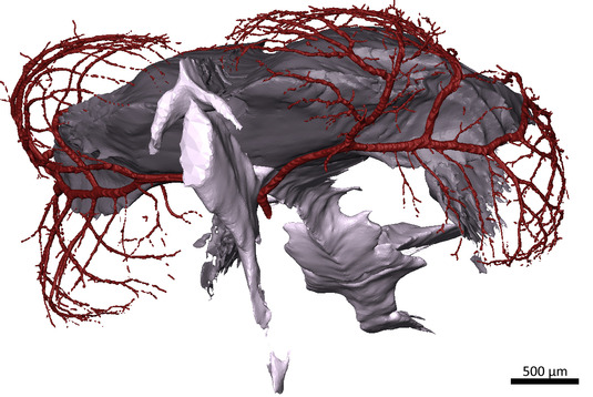 3D modell of the tectal blood vessels and the ventricles of S. pilchardus