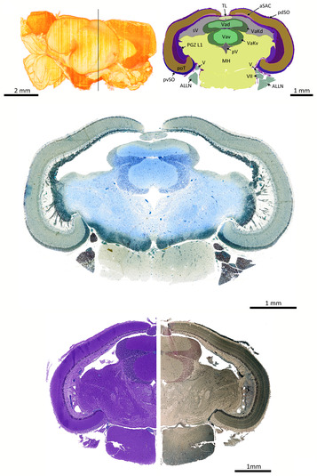 Single page of the brain atlas of S. pilchardus