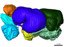 3D modell of the brain