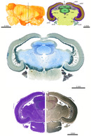 Single page of the brain atlas of S. pilchardus