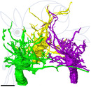 3D modell of bipolar cell dendritic fields of outer nuclear layer (2 µm scale bar)